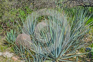 Agave Albomarginata is a Succulent Rosette in the Boyce Thompson Arboretum. Superior, Arizona USA