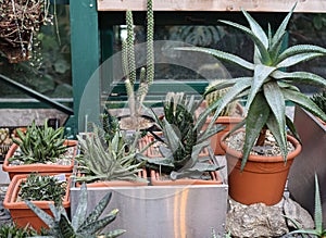 Agave and aloe potted care in a greenhouse in the Botanical Garden of Moscow University `Pharmacy Garden` or `Aptekarskyi ogorod`