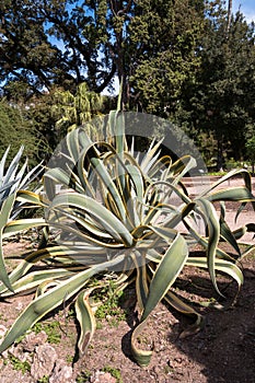 Agave americana