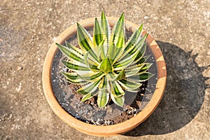 Agave americana beautiful plant in garden top view