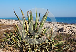 Agave Americana Or Century Plant Ilha Barreta Portugal