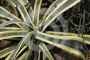 Agave americana