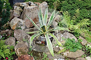 Agave americana, common names century plant, maguey, or American aloe.