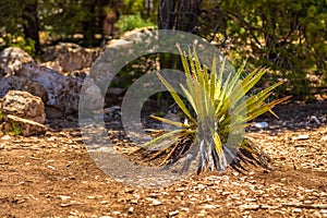 Agave americana. Genus of monocots native to the hot and arid regions of the Americas