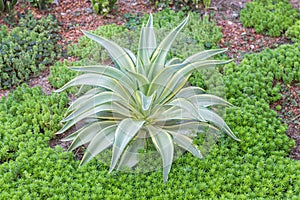 Agave americana. Green leaves plant in desert garden