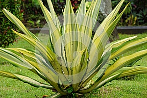 Agave americana Mediopicta. This plant is known to be able to cause severe allergic dermatitis