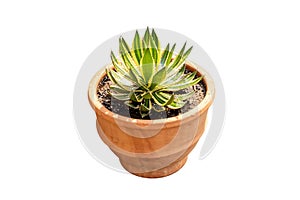 Agave americana plant in large clay pot isolated on white background