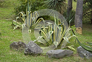 Agave americana, sentry plant, it grows in the wild in the highlands of Mexico. tropical vegetation and jungles