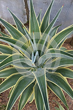 Agave americana species of flowering plant from the family Asparagaceae. photo