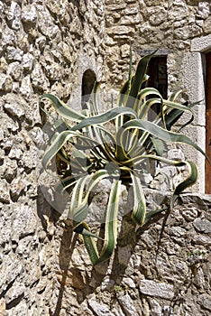 Agave americana variegata in France