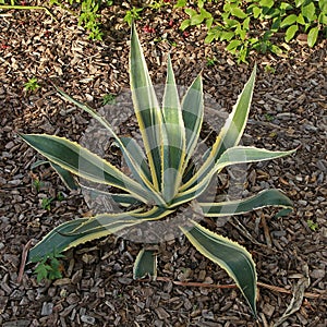 Agave americana variegated with green and yellow foliage