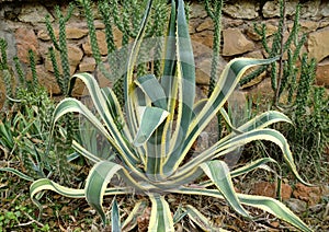 Agave americana & x27;Marginata& x27; photo