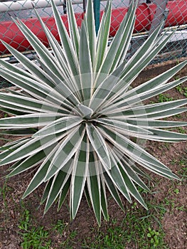 The Agave angustifolia plant or Caribbean Agave plant is a species of agave plant originating from Mexico and Central America.