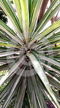 Agave angustifolia plant close up