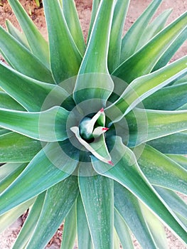 Agave angustifolia species from top view