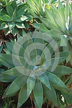 Agave Attenuata