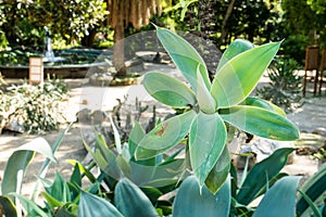 Agave Attenuata in Botanical Garden of Cagliari, Sardinia, Italy