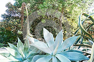 Agave Attenuata in Botanical Garden of Cagliari, Sardinia, Italy