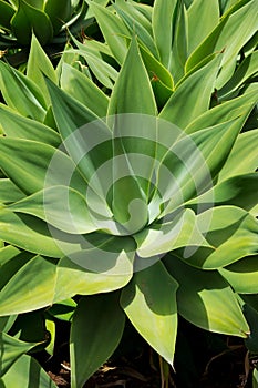 Agave Attenuata cactus plant from Canary Islands