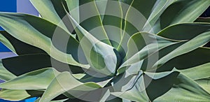 Agave attenuata closeup