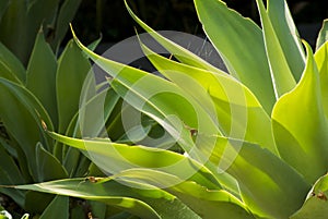 Agave attenuata, Fox Tail Agave Plant