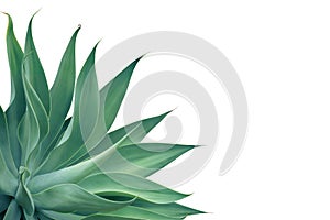 Agave attenuata, Fox Tail Agave Plant Isolated on White Background