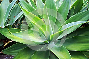 Agave Attenuata growing in Funchal park, Madeira island