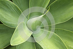 Agave attenuata, lions tale, swams neck, foxtail. Green plant de