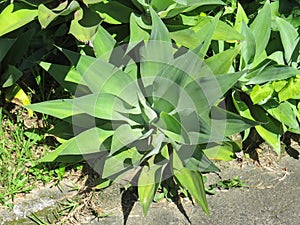 Agave Attenuata, an ornamental plant used in gardens.