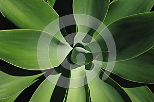 Agave Attenuata Plant