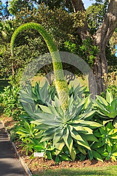 Agave attenuata plant, with huge flower spike