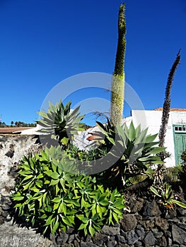 Agave attenuata plant. La Palma. Canary Islands. Spain.