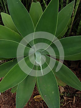 Agave attenuata, a plant native to Mexico,