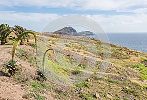 Agave attenuata plant on rocky desert plain field, Madeira Island