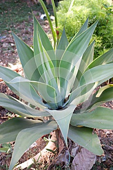 The agave attenuata plant in the yard