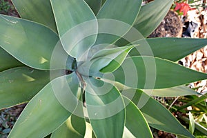 The agave attenuata plant in the yard