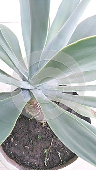 Agave attenuata root in the vase