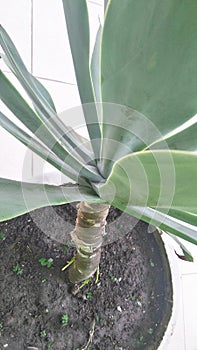 Agave attenuata root in the vase