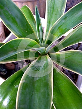 Agave attenuata. A species of agave sometimes known as foxtail agave