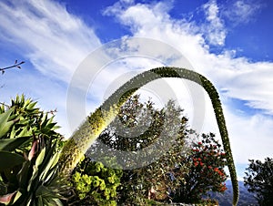Agave attenuated, Maguey, Neck of swan