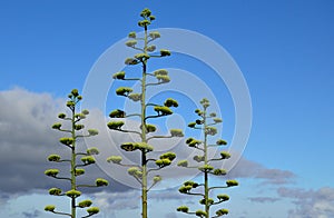 Agave in bloom