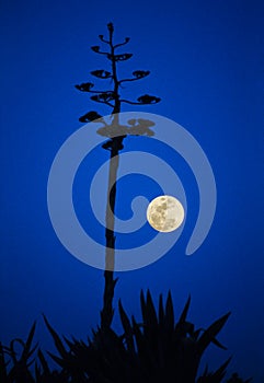 Agave in bloom, moon, deep blue sky in the background