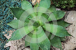 Agave in the botanical garden of succulents