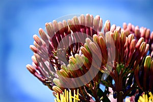 Agave Buds photo