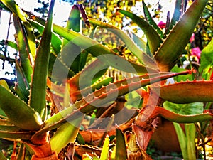 Agave cactus