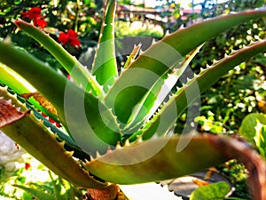 Agave cactus