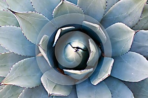 Agave Cactus