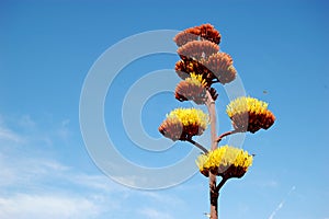 Agave Cactus