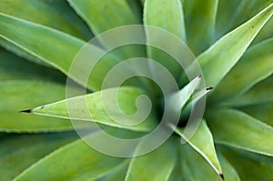 Agave cactus