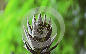 Agave cactus, aloe vera. Cactus backdround, cacti design or cactaceae pattern.